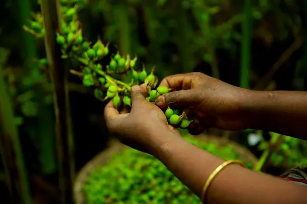 Cardamom plantation in Idukki, Kerala