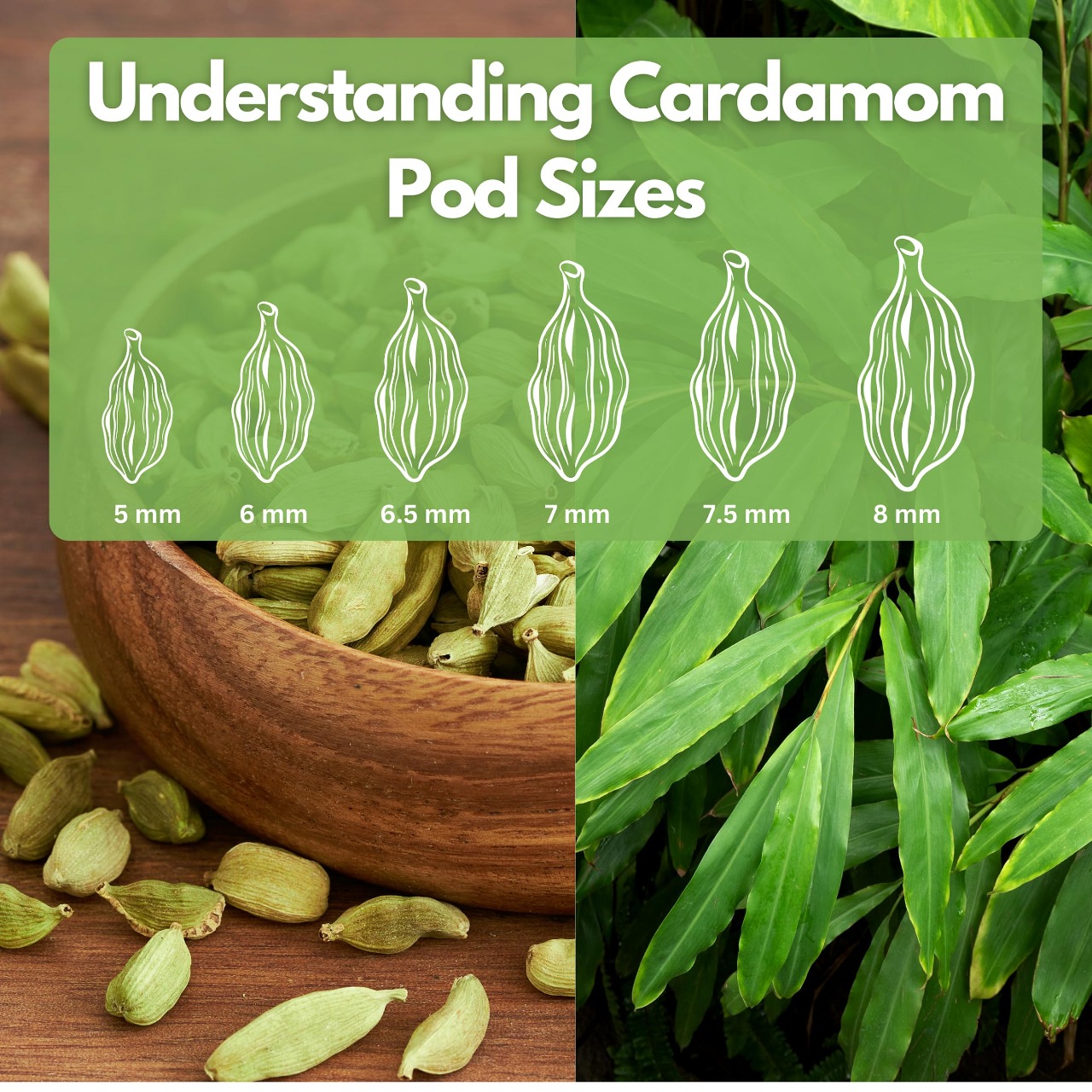 Different grades of cardamom pods from a trusted exporter