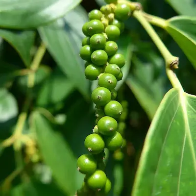 Pepper plant from a Kerala supplier